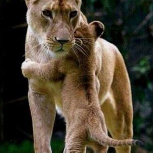 Meet your Posher, Lisa